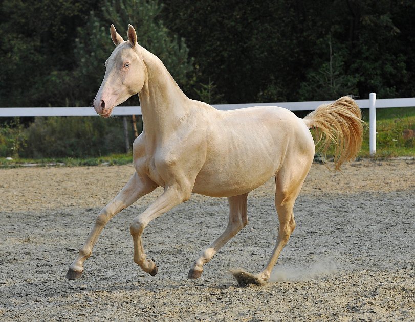 @Medeus Stud - Medeo - Akhal Teke Horses